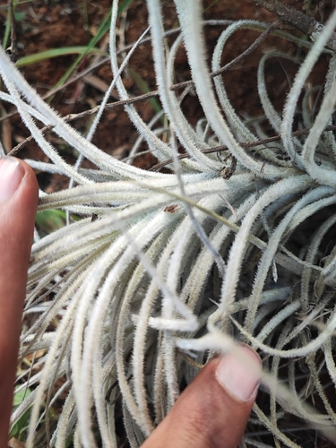 Tillandsia tectorum, photograph 4