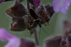 Rhynocoris punctiventris
