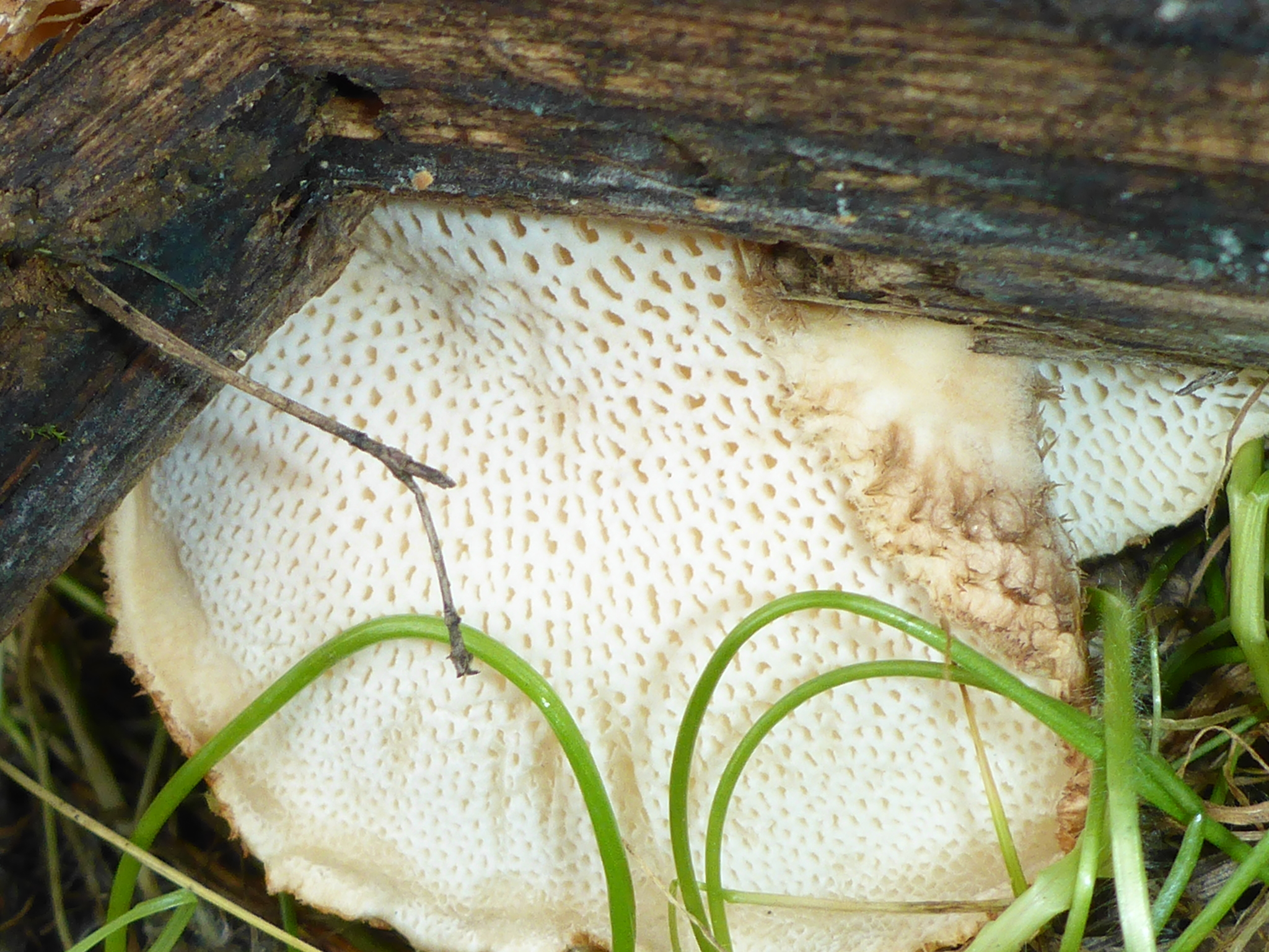 Polyporus tuberaster image