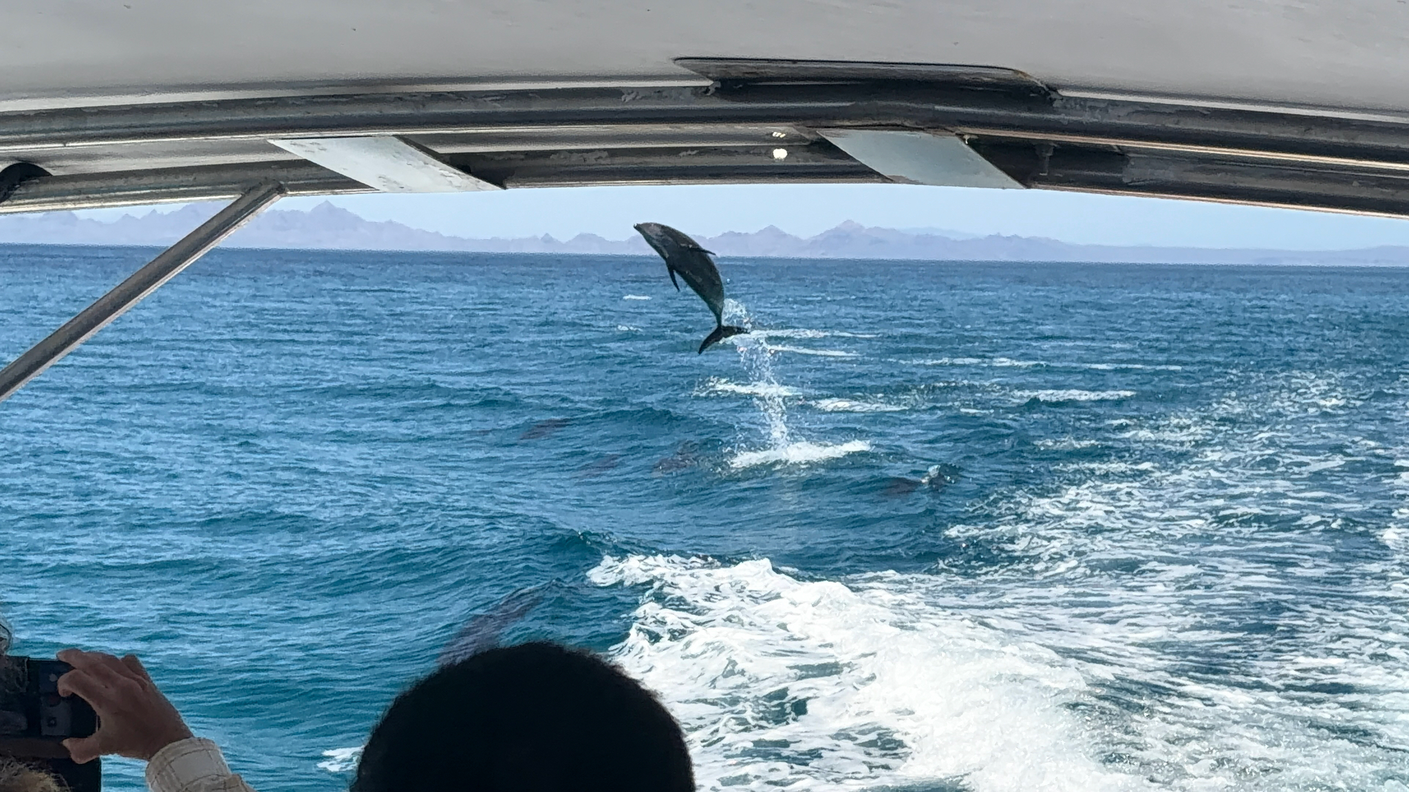 Tursiops truncatus
