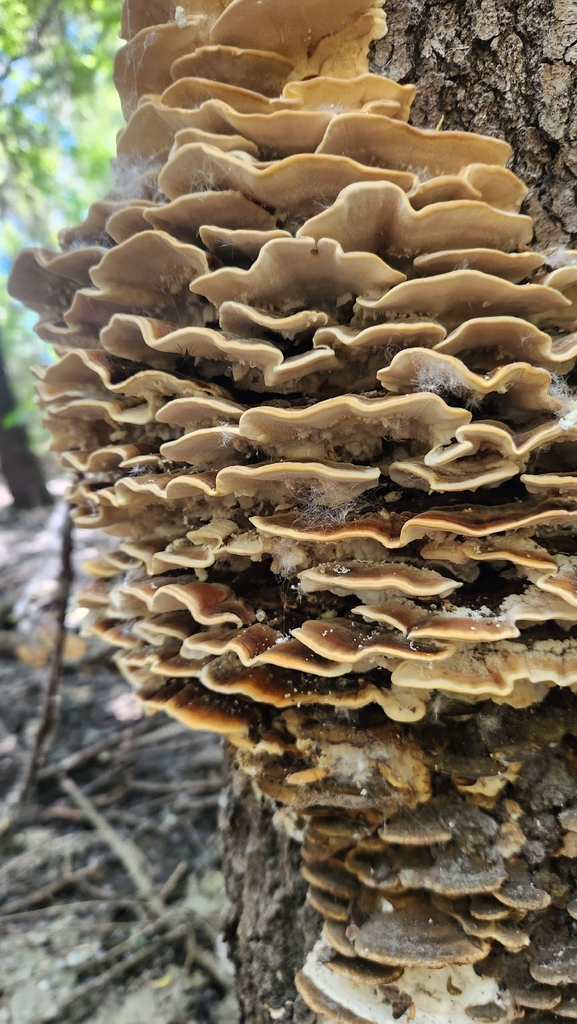 turkey-tail · May 2026 · photo: Photo: (c) Chris Conard, some rights reserved (CC BY) · iNaturalist