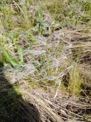 Stipa lessingiana, photograph (c) Екатерина Гущина, some rights reserved (CC BY)