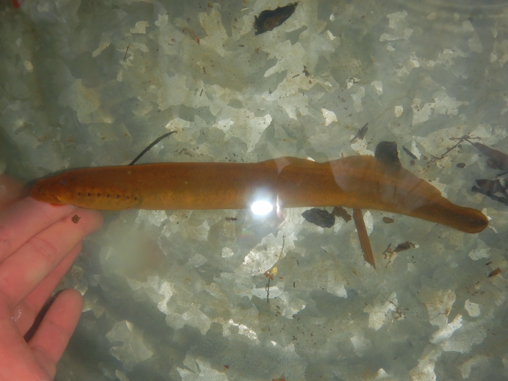 Silver lamprey (Ichthyomyzon unicuspis) — Petromyzontidae