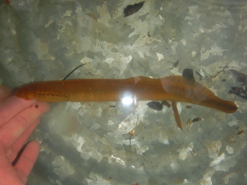 Silver lamprey (Ichthyomyzon unicuspis) — Petromyzontidae