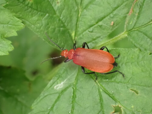 Pyrochroa serraticornis