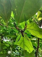 Trichonephila clavipes
