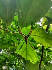 Trichonephila clavipes