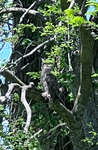 Great Horned Owl