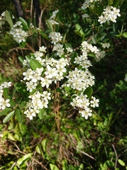 Pyracantha koidzumii