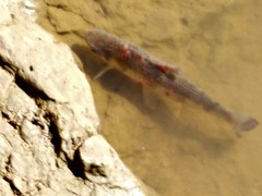 Schizodon borellii