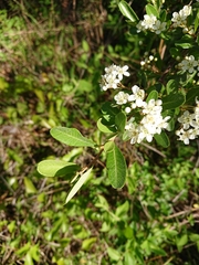Pyracantha koidzumii