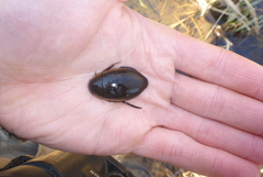 Dytiscus verticalis