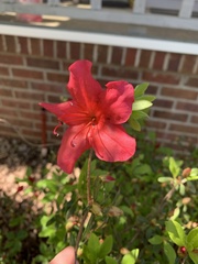 Rhododendron simsii