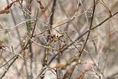 Coursetia glandulosa, photograph (c) Isaac Ethington, some rights reserved (CC BY)