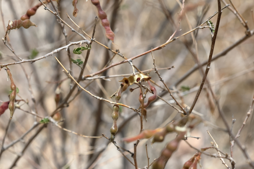 Coursetia glandulosa; photograph (c) Isaac Ethington, some rights reserved (CC BY)