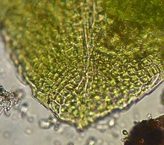 Fissidens obtusifolius