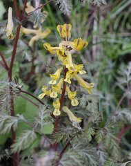Corydalis pallida tenuis