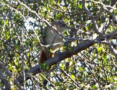 Phacellodomus striaticollis