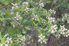 Baccharis heterophylla