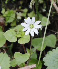 Stellaria sessiliflora
