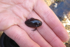 Dytiscus fasciventris