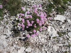 Armeria majellensis