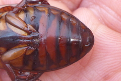 Dytiscus fasciventris