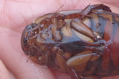 Dytiscus fasciventris