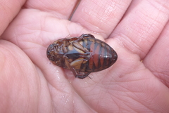 Dytiscus fasciventris