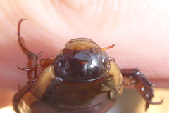 Dytiscus fasciventris