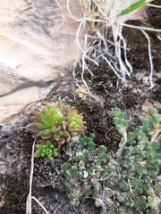 Sedum wrightii