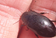 Ilybiosoma seriatum