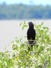 Crotophaga ani