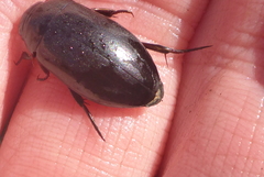 Ilybiosoma seriatum