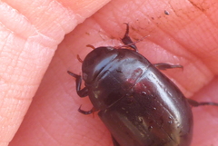Ilybiosoma seriatum