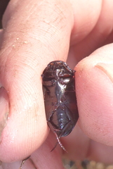 Ilybiosoma seriatum