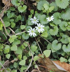 Stellaria sessiliflora