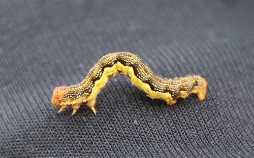 Mottled Umber