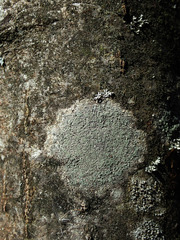 Buellia griseovirens