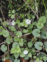 Stellaria sessiliflora
