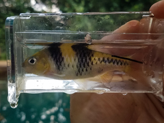 Striuntius lateristriga