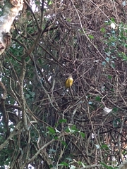 Trogon rufus chrysochloros