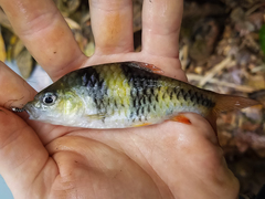 Striuntius lateristriga