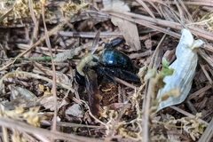 Xylocopa virginica