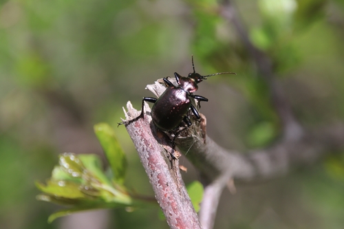 Lesser Searcher Beetle