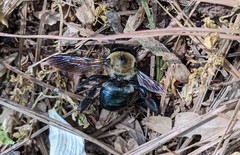Xylocopa virginica