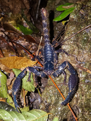 Heterometrus laevigatus