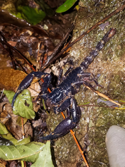 Heterometrus laevigatus