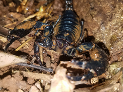 Heterometrus laevigatus