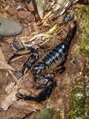 Heterometrus laevigatus
